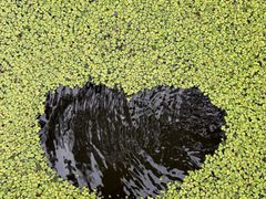 -渌洋湖湿地公园