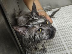 -北京观赏动物医院·24小时大型综合·猫专科·异宠专科