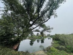 -良渚古城遗址公园
