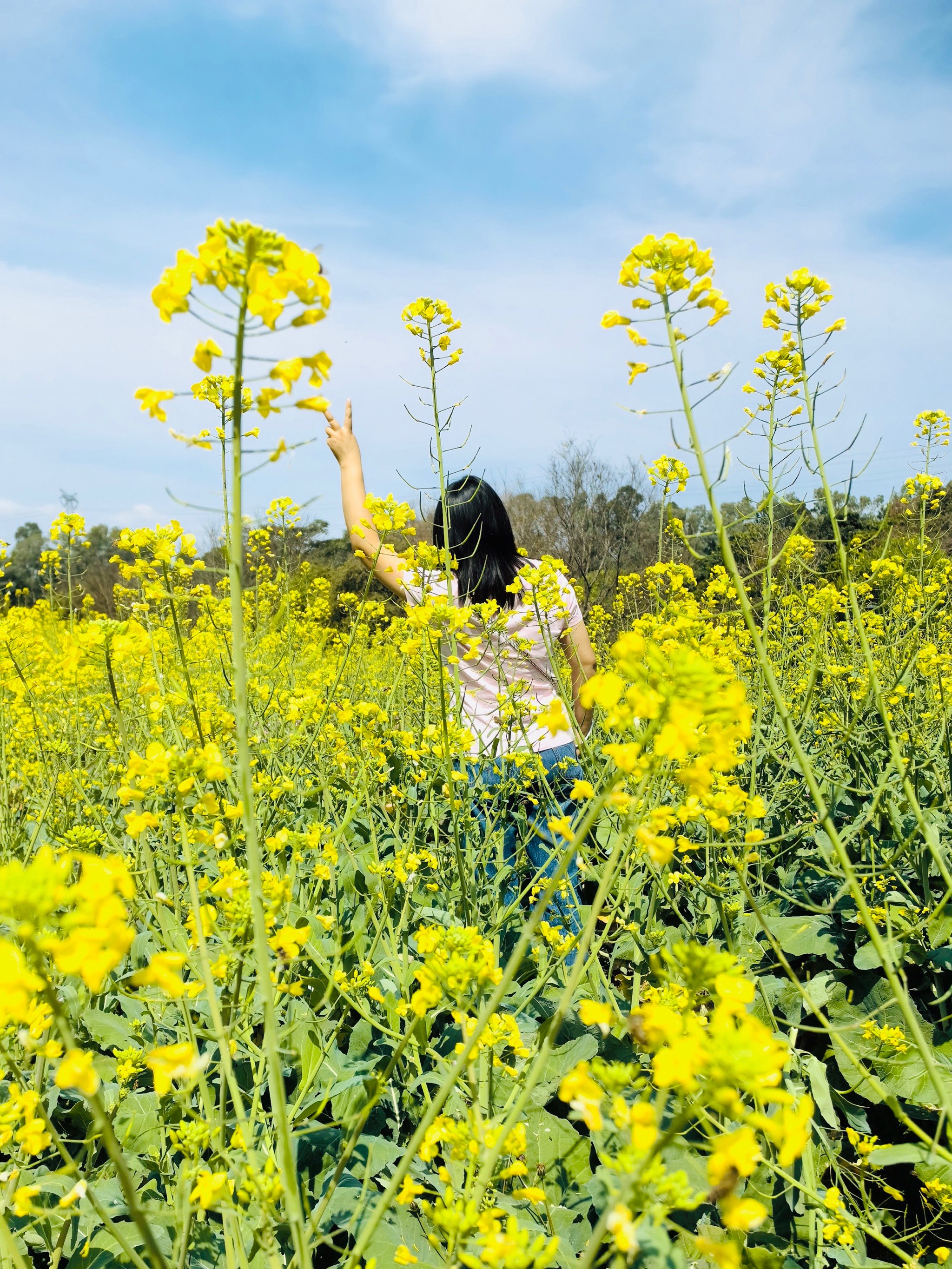 深圳周边油菜花景点图片