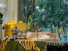 -平行世界·猫咖(首经贸店)