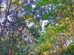 -神光山国家森林公园