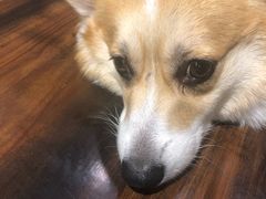 -豆柴町-柴犬主题狗咖(红鼎国际C座店)