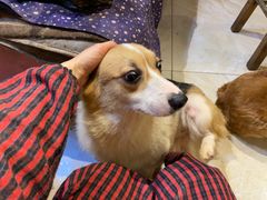 -萌喵宠狗爱心宠咖