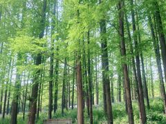 -上海共青森林公园