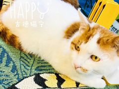 -平行世界·猫咖(首经贸店)