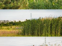 -白鹭湾湿地公园