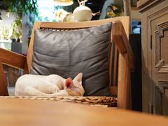 -自由生长植物工作室(深港花卉中心店)