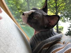 -猫和宫(六道口店)