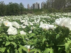 -洛阳市隋唐城遗址植物园