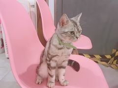 -三花喵·撸猫购宠·宠物生活馆(虹桥南丰城店)