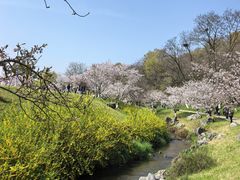 -羊山湖公园