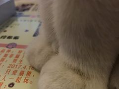 -三花喵·撸猫购宠·宠物生活馆(虹桥南丰城店)