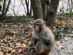 -苏州上方山国家森林公园