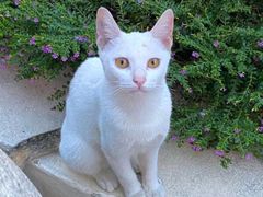 -瑞派康怡24h宠物医院·犬猫医疗中心·微创绝育(瑞景分院)
