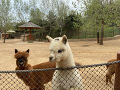 -大连森林动物园