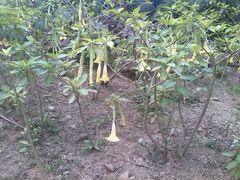 android_upload_pic-广西壮族自治区药用植物园