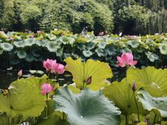 -金银湖国家城市湿地公园