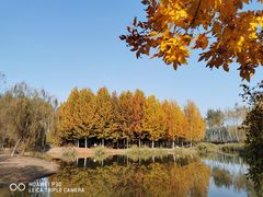 -东郊湿地公园