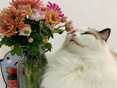 -东方名猫馆·英短金渐层布偶猫舍(环线广场1号楼店)