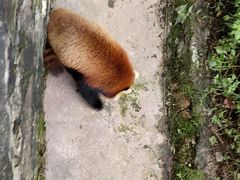 -都江堰中华大熊猫苑
