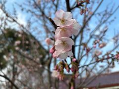 -顾村公园