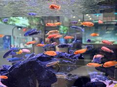 -青石桥花鸟鱼虫市场(叠翠城店)