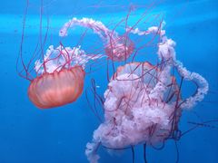 -大连老虎滩海洋公园