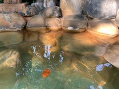 -张家港金凤凰度假村温泉