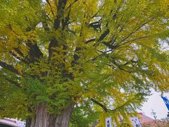 -医王山·飞騨国分寺