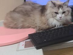 -安安宠医宠物医院·异宠·犬猫内科(岳阳分院)
