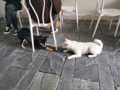 -漆黑觉米粉(三里屯店)