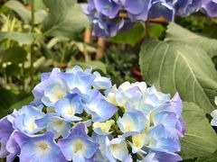 -龙大花卉苗木市场