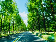 -黄海国家森林公园