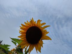 -花开海上生态园