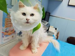 -纳吉亚猫专科动物诊疗中心(蒋宅口分院)
