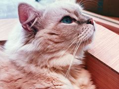 -瞄一喵猫咖(格力海岸店)