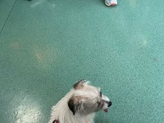 -东方动物医院·宠保定点·骨科·转诊中心(春城路·昆明站分院)