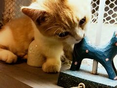 -猫色咖啡·猫咖