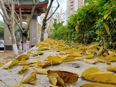 -仙岳公园