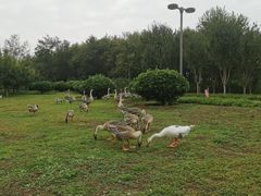 -西安浐灞国家湿地公园