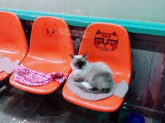 -猫咪博物馆(顶澳仔猫街店)