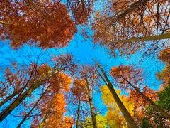 -上海海湾国家森林公园