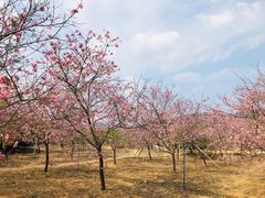 -天适樱花悠乐园