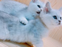 -屋虎猫馆(宝安大仟里店)