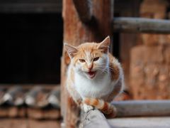 -田德能咖啡博物馆