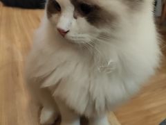 -滚猫咖啡·猫咖·猫友好撸猫(未来城店)