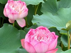 -莲花池公园