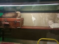 景点-猫咪博物馆(顶澳仔猫街店)