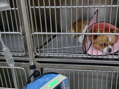 -瑞鹏宠物医院·超声·骨科·奇麟分院(蜀都万达店)